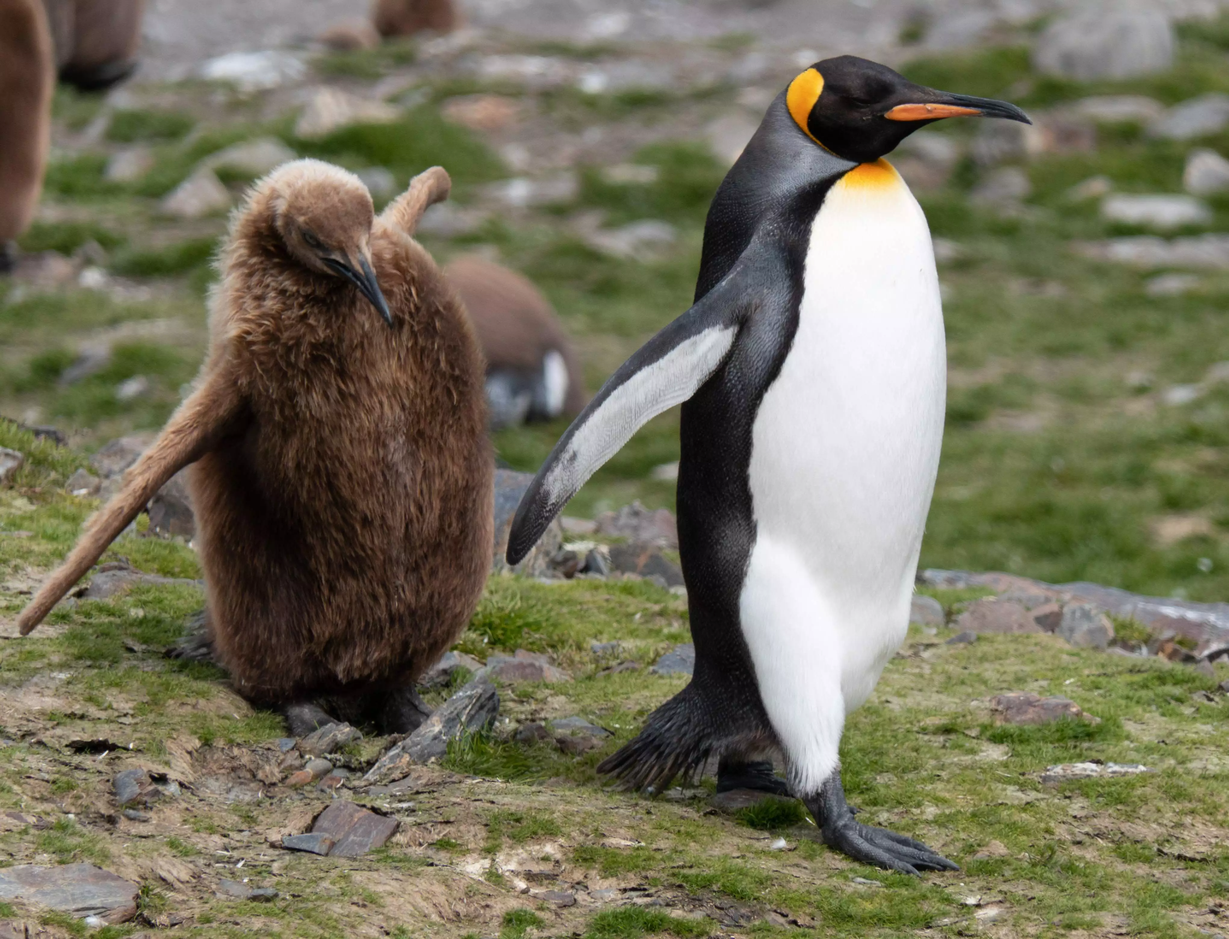 Penguin with its chick: What is a third party?
