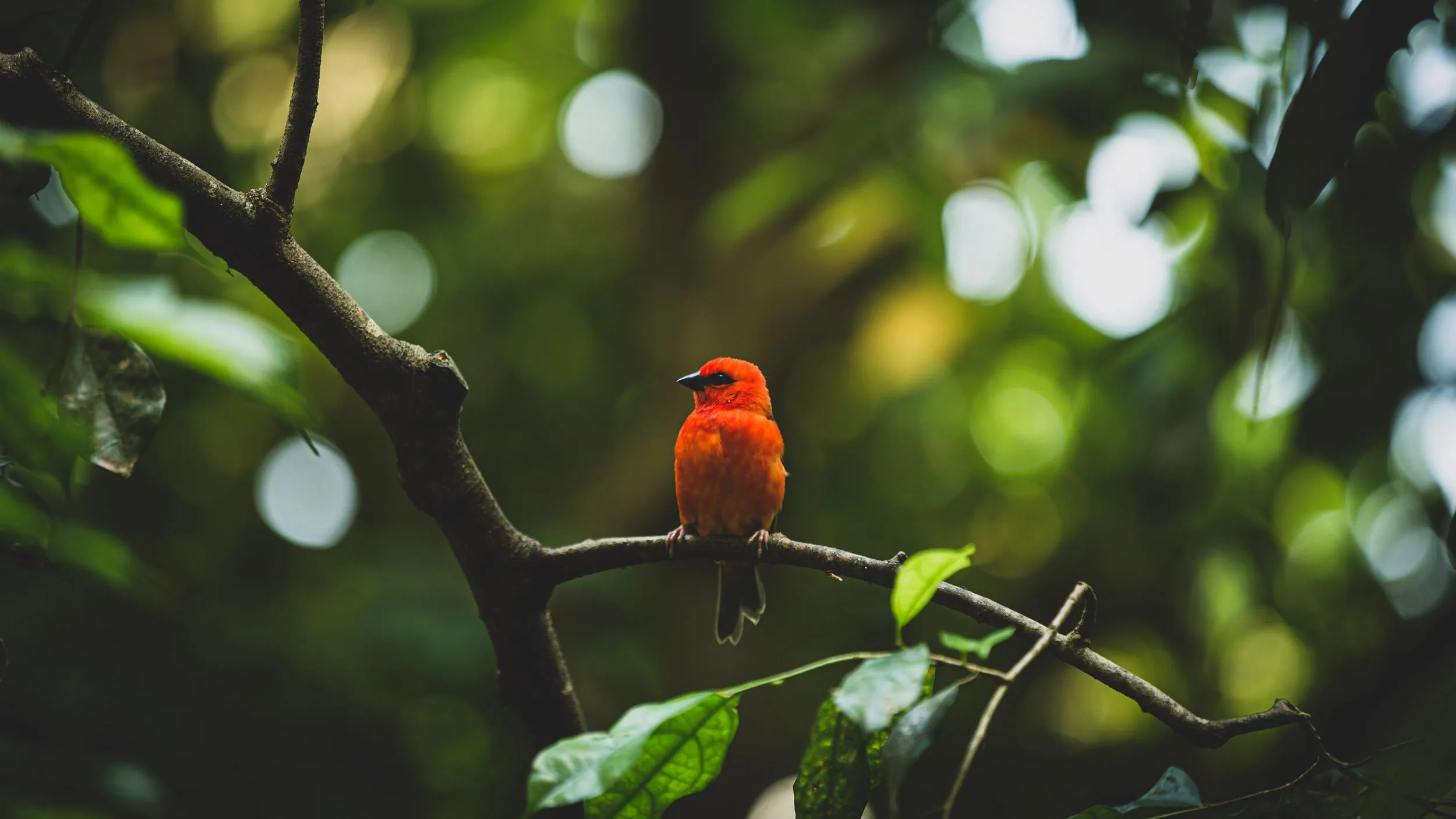 A small red bird in a tree