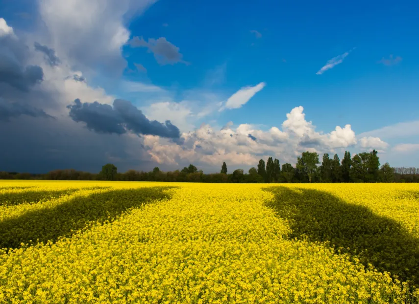 Impact of Russian Invasion of Ukraine on Capital Markets of Ukraine and Russia: Picture of a yellow field under a blue sky
