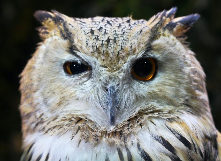 An owl squinting with one eye