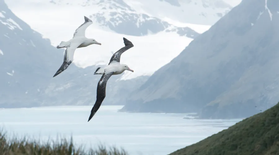 Pair of wandering albatrosses flying above grassy hill, with snowy mountains and light blue ocean in the background, South Georgia Island, Antarctica. Understanding inherent risk and residual risk.